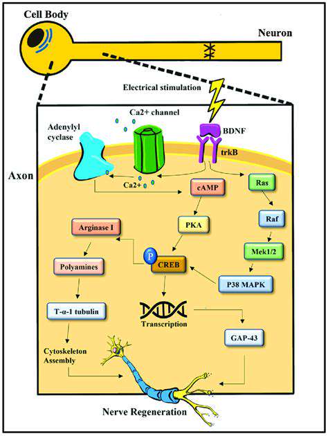 Electro-Stimulation:EnhancingAxonalGrowthandRecovery