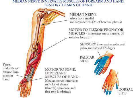 AnatomyoftheMedianNerve:AJourneyThroughtheArm