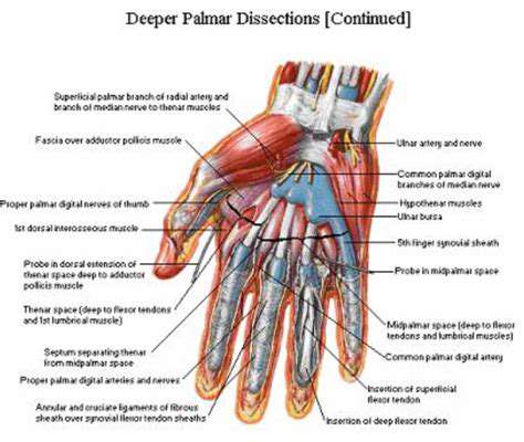 ClassificationofHandLigaments:ADetailedBreakdown