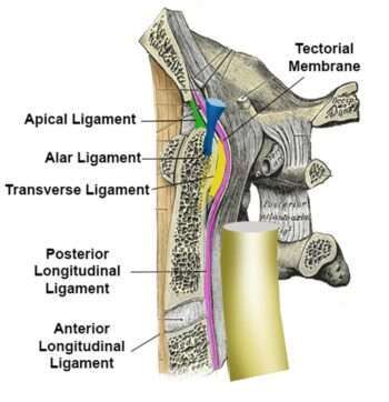 KeyLigamentsandTheirFunctions:ACloserLook