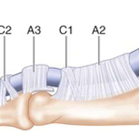 TheFlexorTendonSystem:ADetailedLook