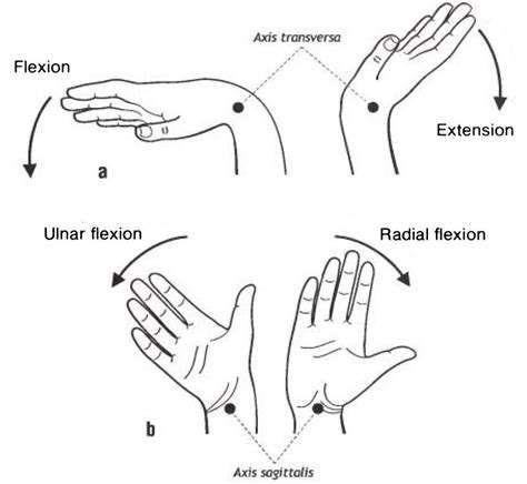 TheFoundationalRoleofHandandArmMovementinExpressiveDance