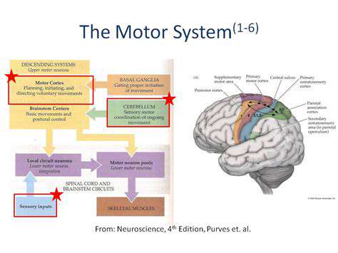 TheRoleoftheNervousSysteminFineMotorControl
