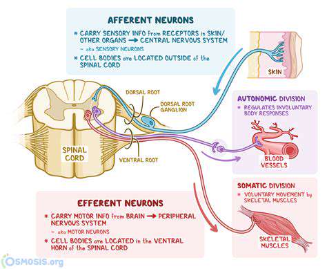 UnravelingtheSensoryPathways:SpecificNerveFiberRoles