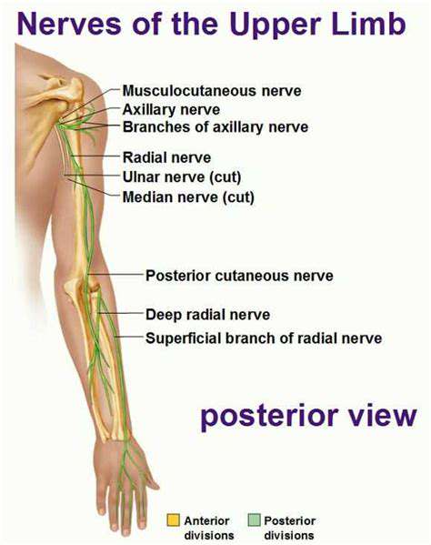 TheCrucialRoleofNervesinArmFunction