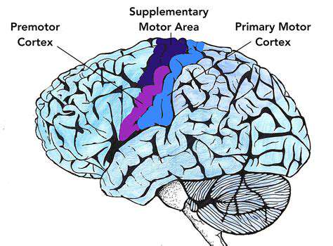 TheMotorCortex:TheOrchestratorofHandActions
